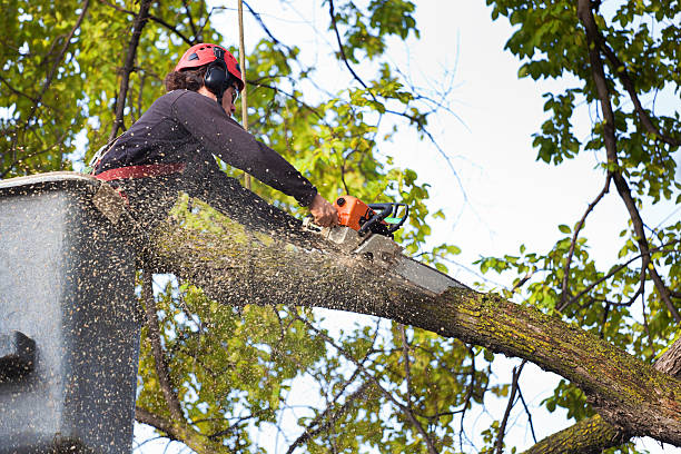  Cape Girardeau, MO Tree Care Pros